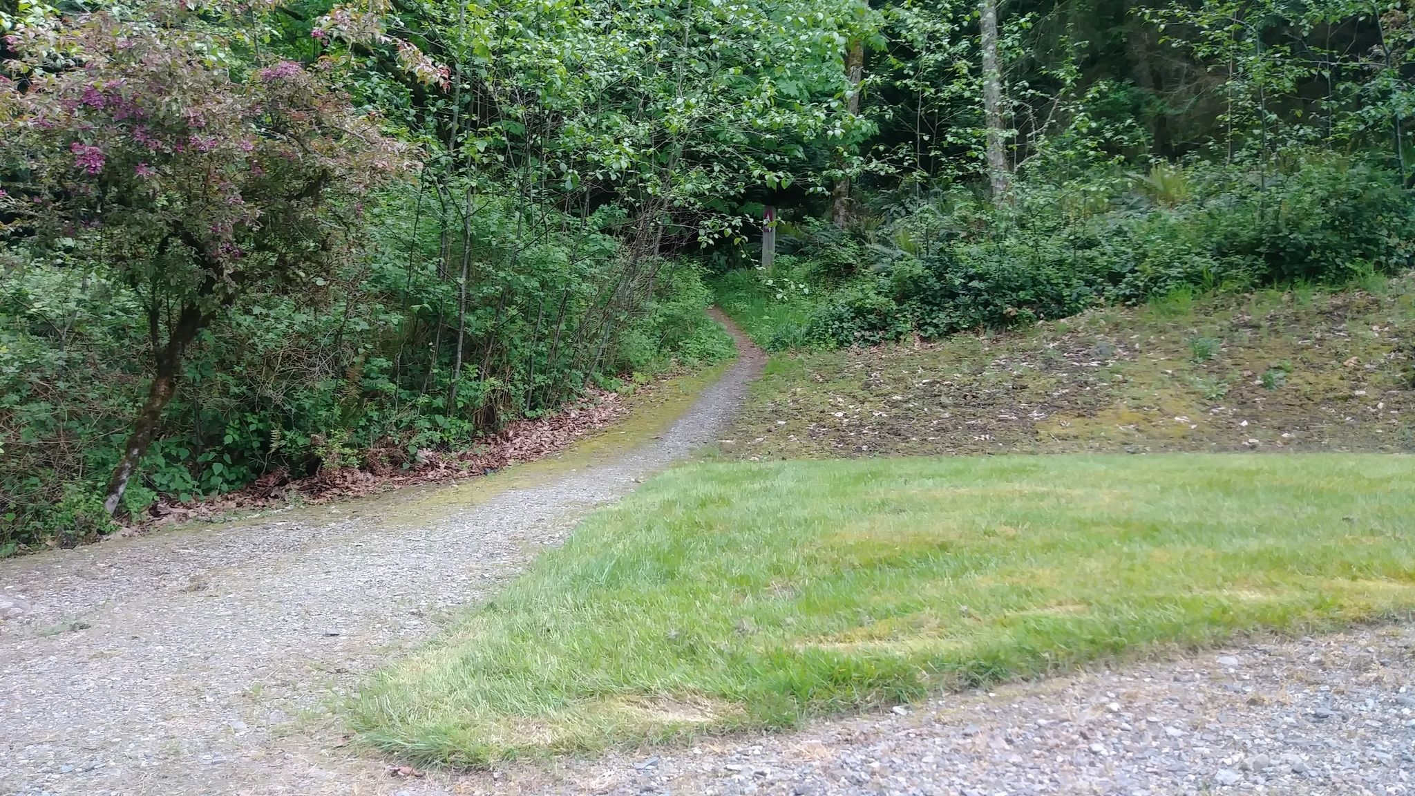 ../images/trails/meadowview//02 Trail leading to Cougar Mountain.jpg